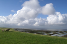 nordfriesland deich meer schafe