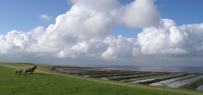 nordfriesland deich meer schafe