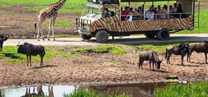 serengeti park tiere bus