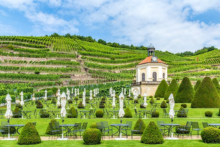 weinberge bei dresden