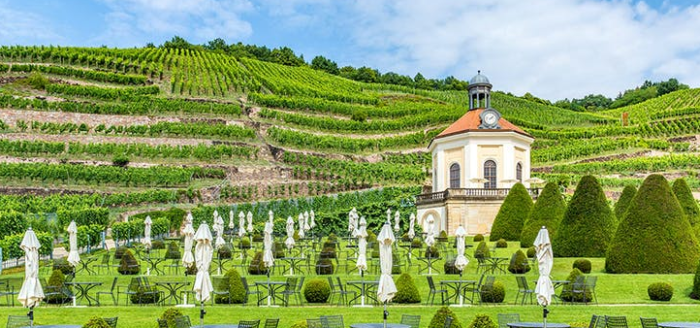 weinberge bei dresden